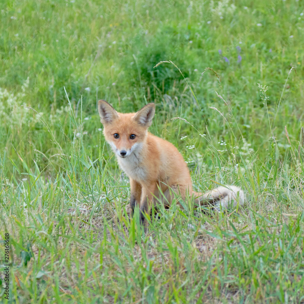 Little fox cub hiding in the green grass. little fox