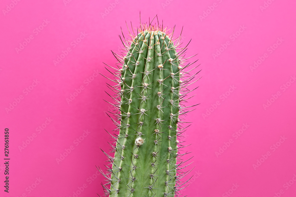Cactus Green colored on Purple background. Fashion, minimalism. Contemporary Art gallery Style. Creative concept. Trendy tropical fashionable plant, pastel color. Surrealism Cactus Green colored on Purple background. Fashion, minimalism. Contemporary Art gallery Style. Creative concept. Trendy tropical fashionable plant, pastel color. Surrealism