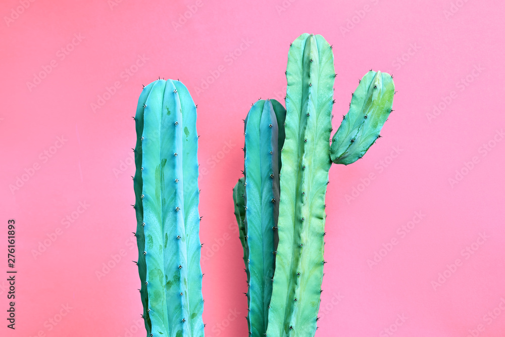 regiment Aubergine Praktisch Stof per meter Mode blauw gekleurde Cactus op pastel roze achtergrond.  Trendy tropische cactussen plant close-up. Kunstconcept. Creatieve modieuze  stijl. Zoete zomerstemming - Nikkel-Art.nl