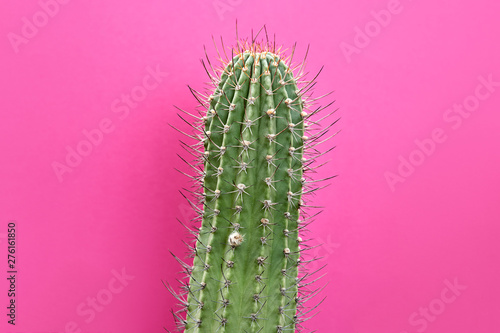 Cactus Green colored on Purple background. Fashion, minimalism. Contemporary Art gallery Style. Creative concept. Trendy tropical fashionable plant, pastel color. Surrealism
