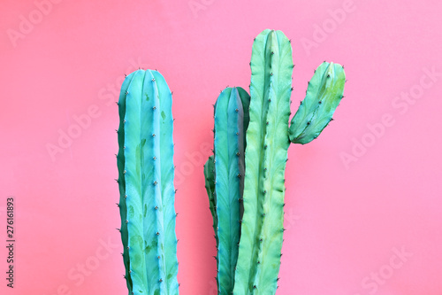 Billede på lærred Fashion Blue colored Cactus on pastel pink background