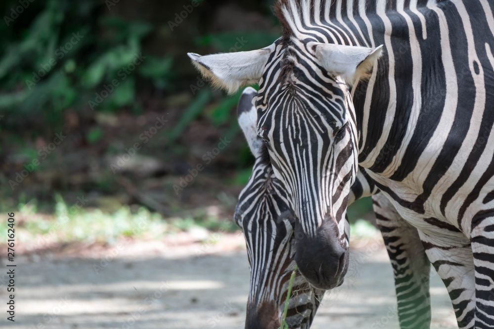 Naklejka premium Zebra close up shot while eating in a zoo