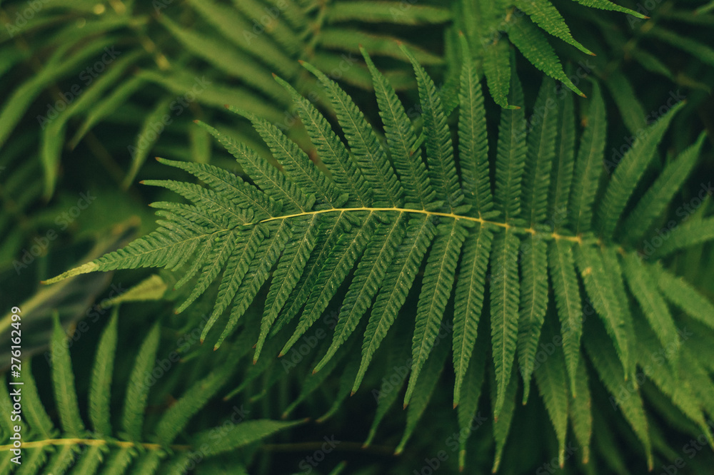 Green thin palm leaves plant growing in the wild, tropical forest plants, evergreen vines abstract color Green thin palm leaves plant growing in the wild, tropical forest plants, evergreen vines abstract color
