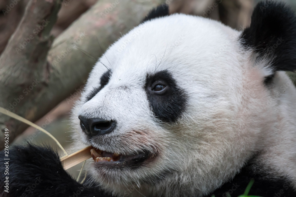 Panda bear close up shot while eating bamboo Panda bear close up shot while eating bamboo