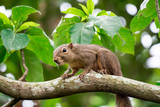 Asian squirrel on tree while looking for food