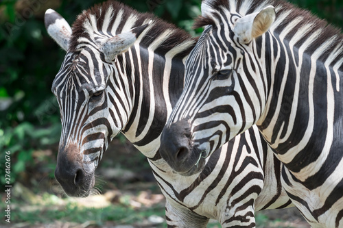 Fototapeta Naklejka Na Ścianę i Meble -  Zebra close up shot while eating in a zoo
