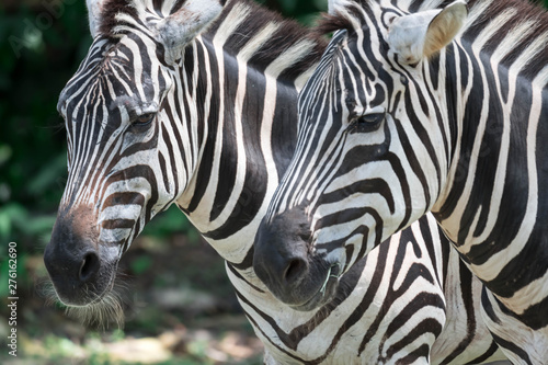 Fototapeta Naklejka Na Ścianę i Meble -  Zebra close up shot while eating in a zoo