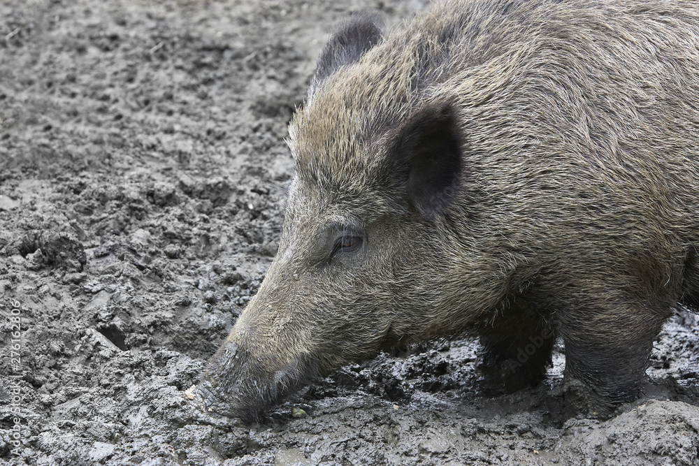 Wild pig with snout in the mud