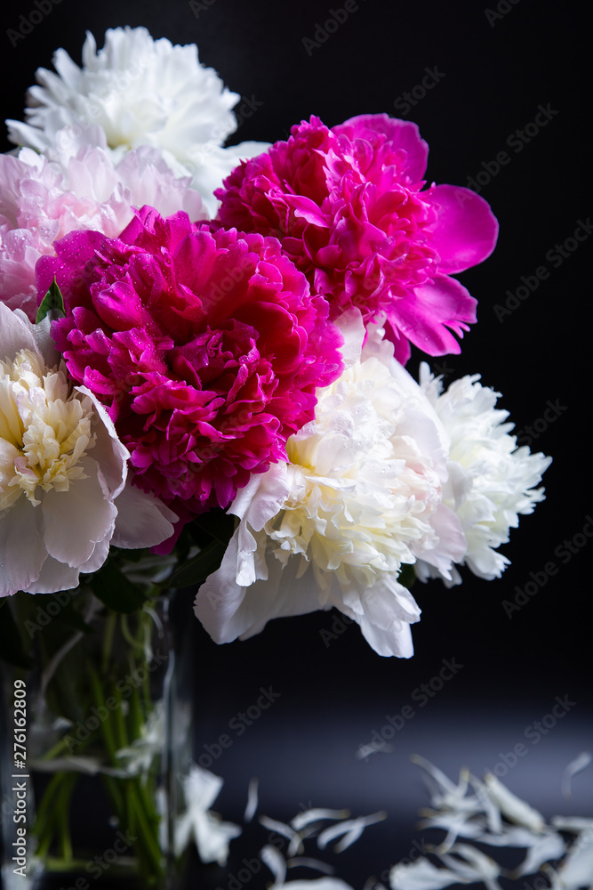 Bouquet of peonies with water drops. Black background. Close-up, selective focus.