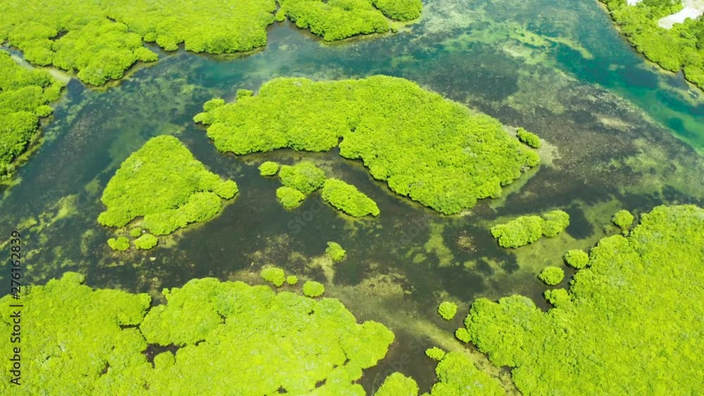 River in tropical mangrove green tree forest top view. Mangrove jungles, trees, river. Mangrove landscape River in tropical mangrove green tree forest top view. Mangrove jungles, trees, river. Mangrove landscape