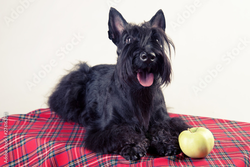 Young scottish terrier on a tartan cloth