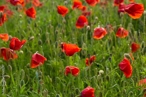  Red poppy flowers field close up