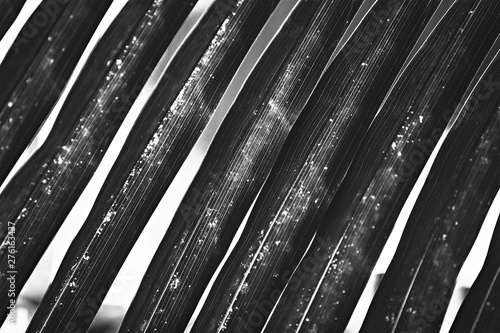 Palm tree leaves