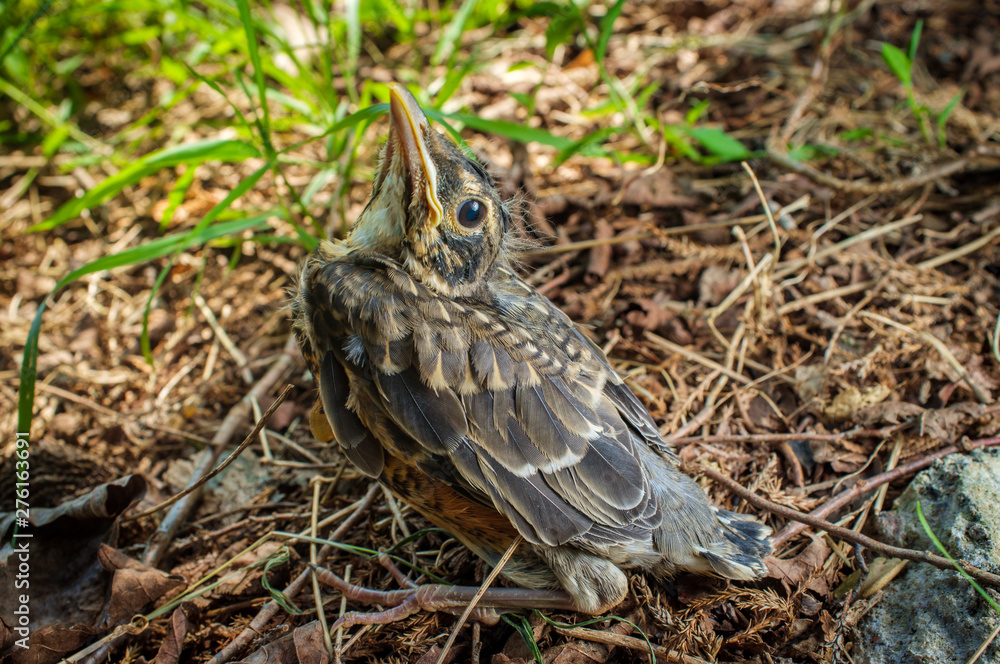 Fledgling American Robin Fledgling American Robin