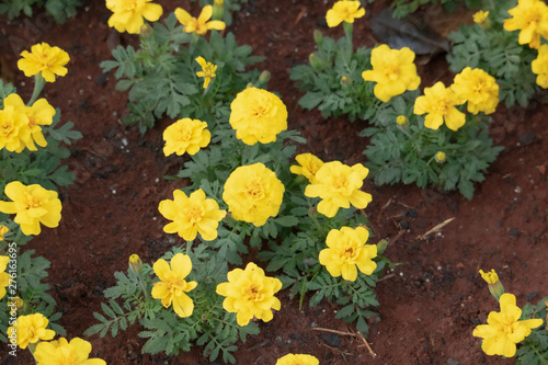 yellow flowers in garden