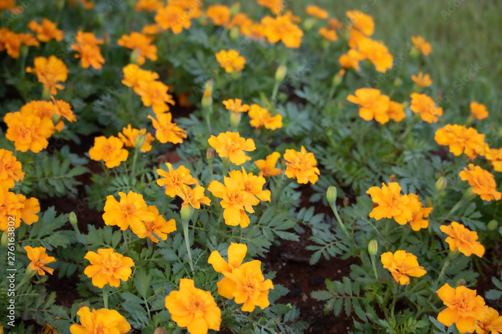 yellow flowers in garden yellow flowers in garden