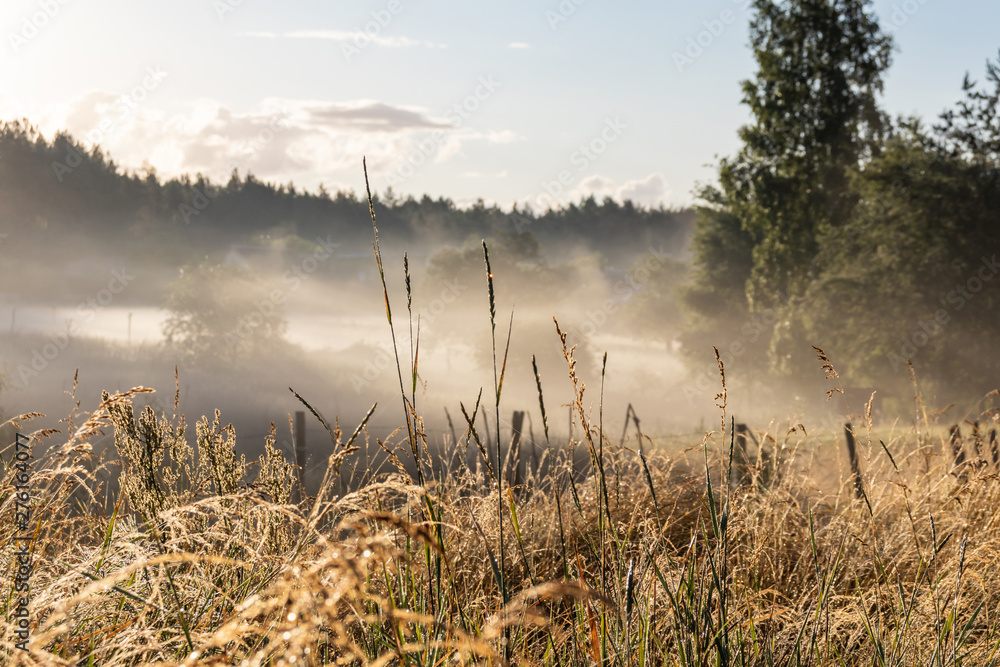 Foggy morning. Sunrise field. Sunrays. Foggy valley. Sunny morning in the hills. Dense fog. Foggy morning. Sunrise field. Sunrays. Foggy valley. Sunny morning in the hills. Dense fog.