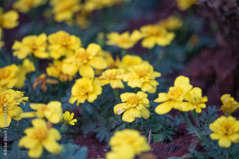 yellow flowers in garden