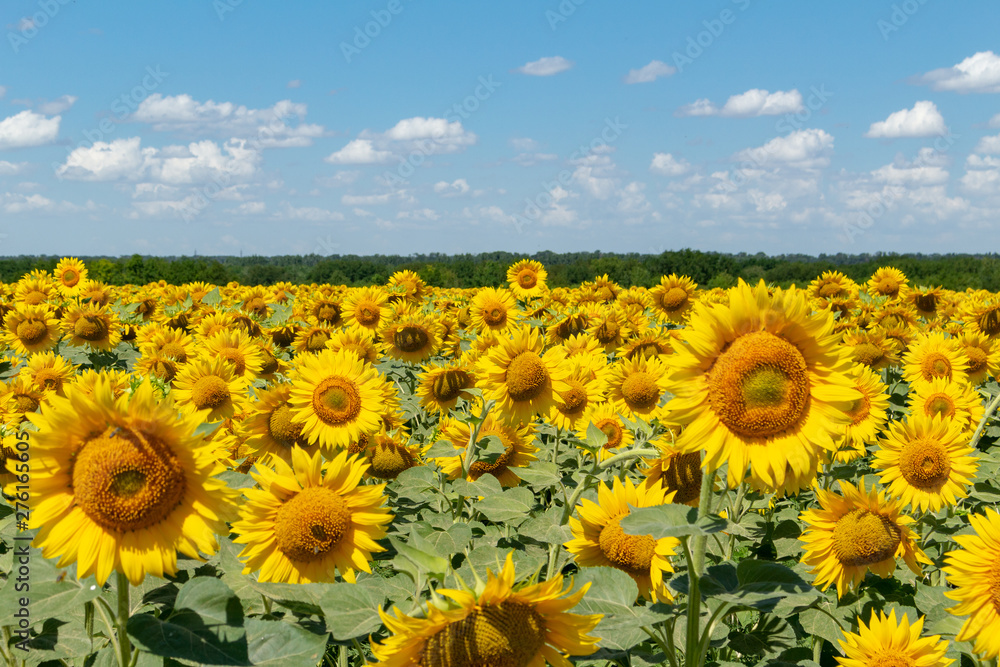 Obraz premium Sunflowers on the blue sky background agriculture farming rural economy agronomy concept