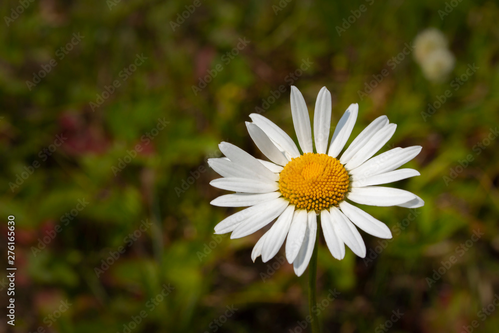 Daisy chamomile flower, close-up wallpaper background. White daisy petals yellow middle of the flower. Nature lonely flower on a background of meadow grass Daisy chamomile flower, close-up wallpaper background. White daisy petals yellow middle of the flower. Nature lonely flower on a background of meadow grass