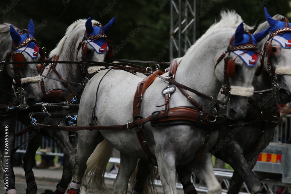 Obraz premium Four horses racing at elite level in Gothenburg, Sweden during summer