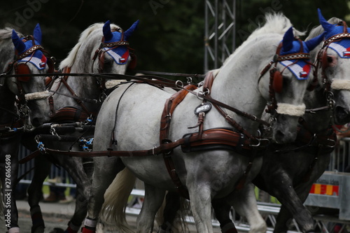 Four horses racing at elite level in Gothenburg, Sweden during summer