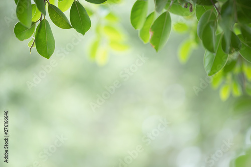 Green leaf on blurred greenery background. Beautiful leaf texture in nature. Natural background. close-up of macro with free space for text.