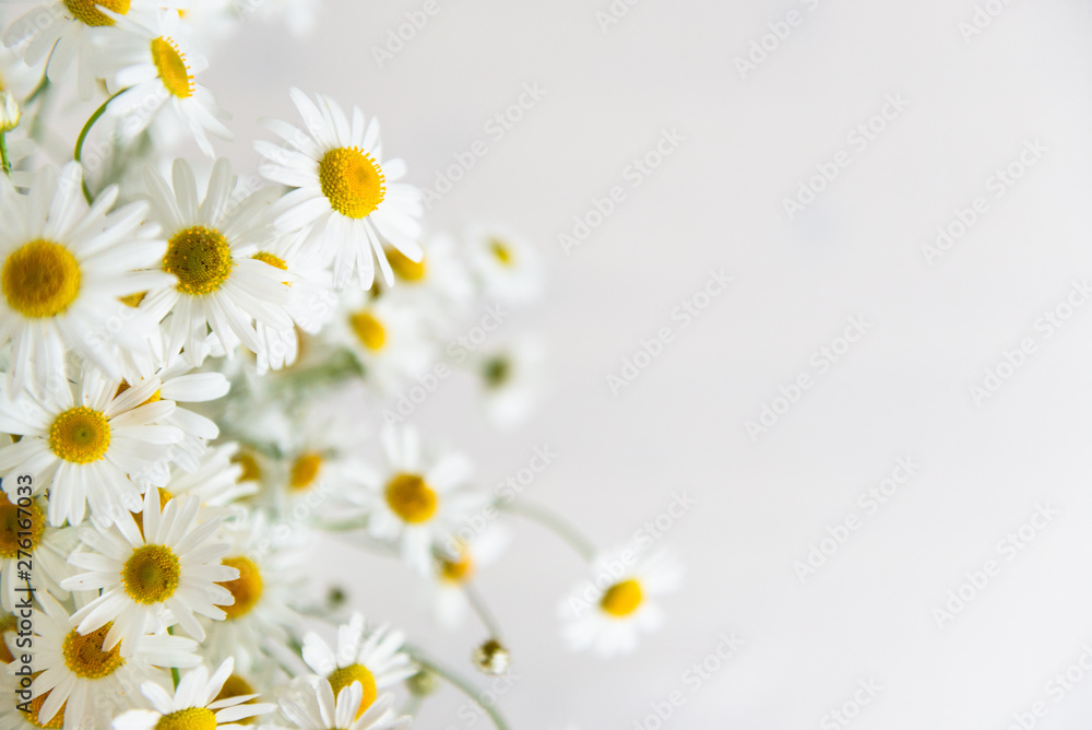 Obraz premium Chamomile flowers on white background. Summer background. Selective focus. Close up, copy space