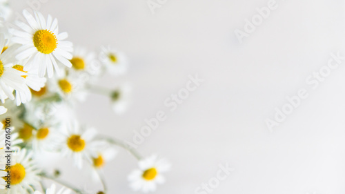 Obraz na płótnie Daisy chamomile flowers on white background
