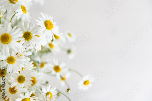 Chamomile flowers on white background. Summer background. Selective focus. Close up, copy space
