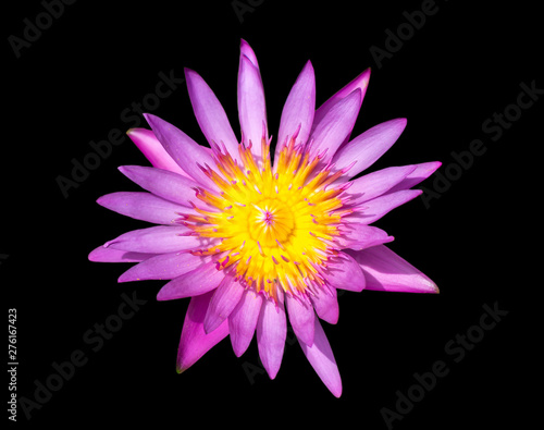 Purple lily water or lotus flower in the basin very fresh