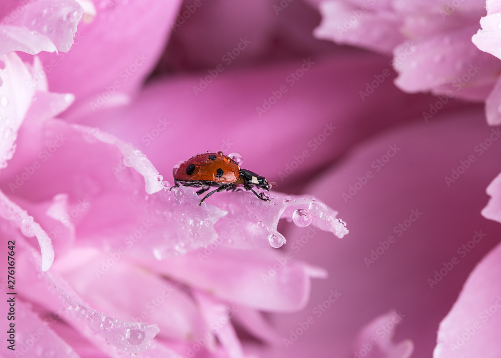 Foto Image with a ladybug