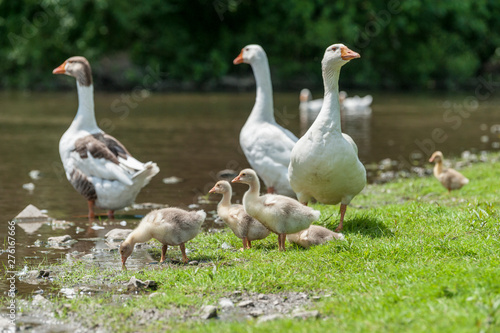 Young geese with mother on the background of nature