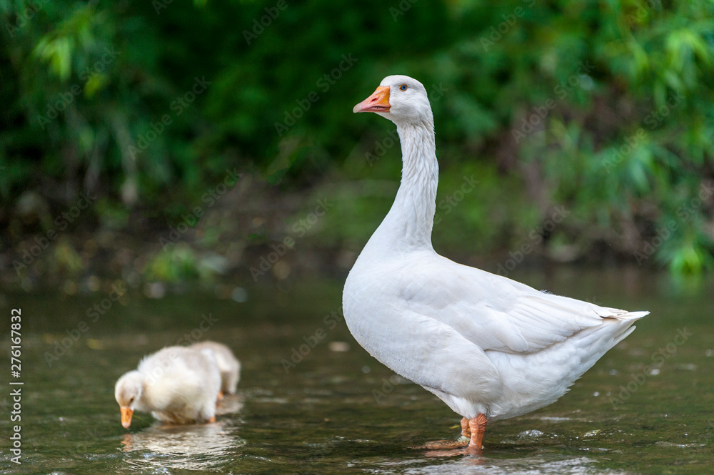 Young geese with mother on the background of nature Young geese with mother on the background of nature