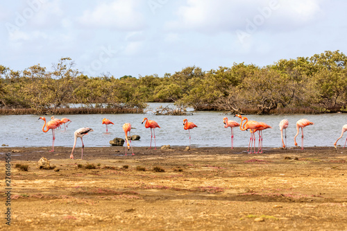 Bonaire, Flamingos in den Salzseen der karibischen ABC-Insel. photo