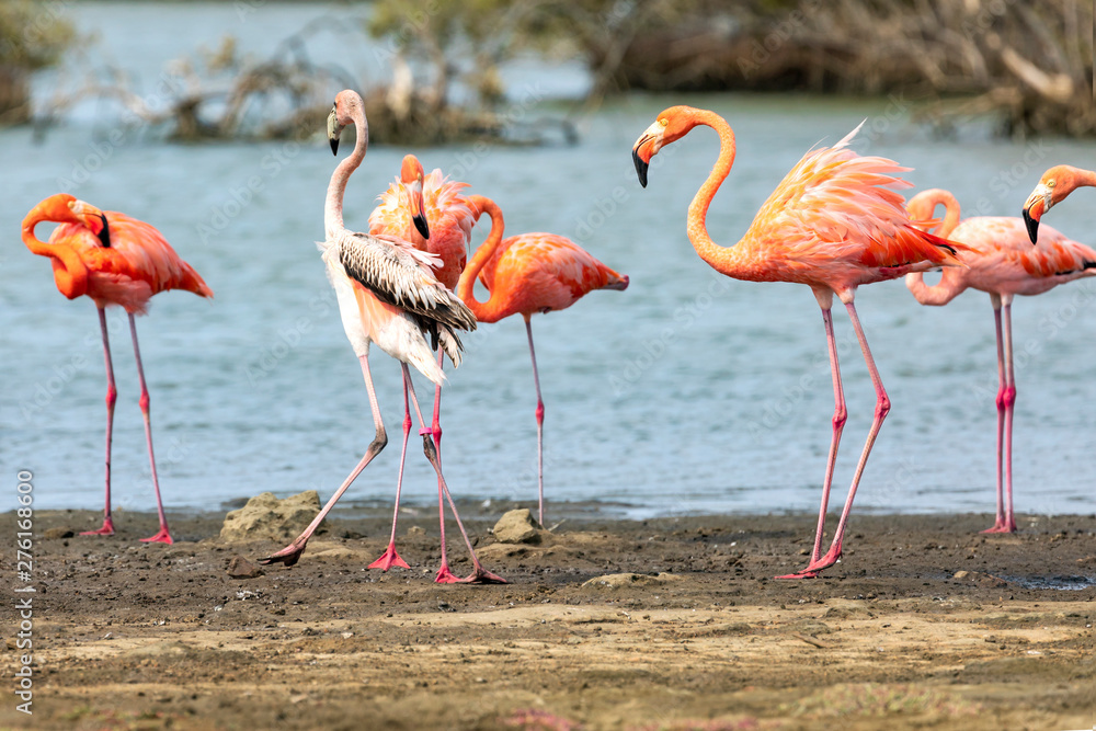Flamingos in den Salzseen, Bonaire Flamingos in den Salzseen, Bonaire