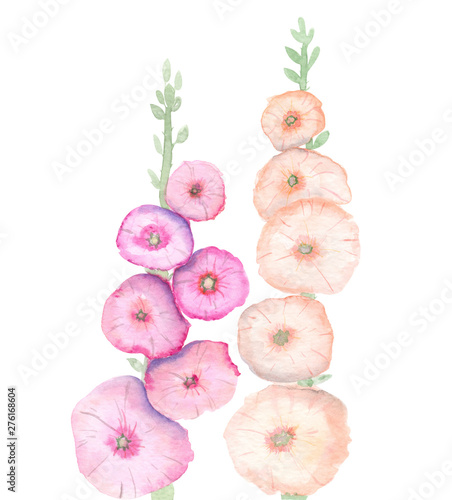 Watercolor hollyhocks flowers pink and yellow. Isolated on a white background