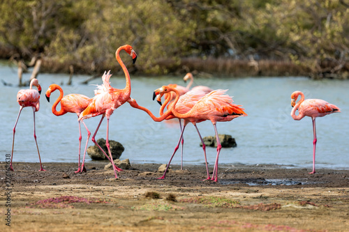 Bonaire  Flamingos in den Salzseen der kabribischen Insel Bonaire.
