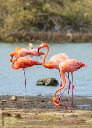 Flamingos in den Mangroven auf der Insel Bonaire