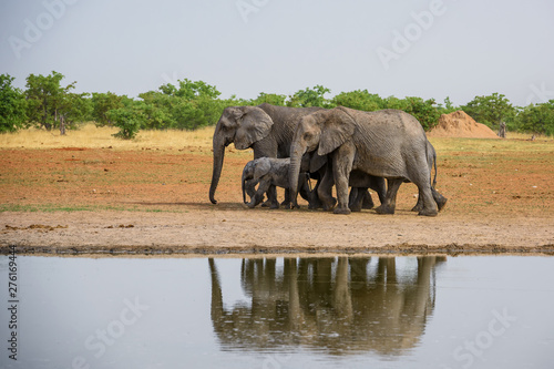 Canvas Print African Bush Elephant - Loxodonta africana, iconic member of African big five, Safari in Etosha, Namibia