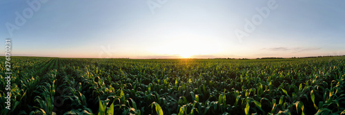 Billede på lærred Aerial view of the green corn field
