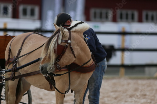 Four horses racing, western riding, horse show, icelandic horses, inlet horse © wideshuts