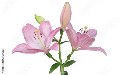 pretty flower of pink lily close up © Maria Brzostowska