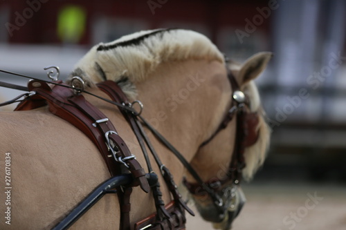 Four horses racing, western riding, horse show, icelandic horses, inlet horse © wideshuts