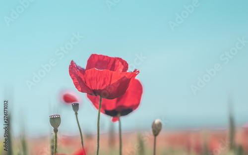 Red poppy flowers against the blue sky