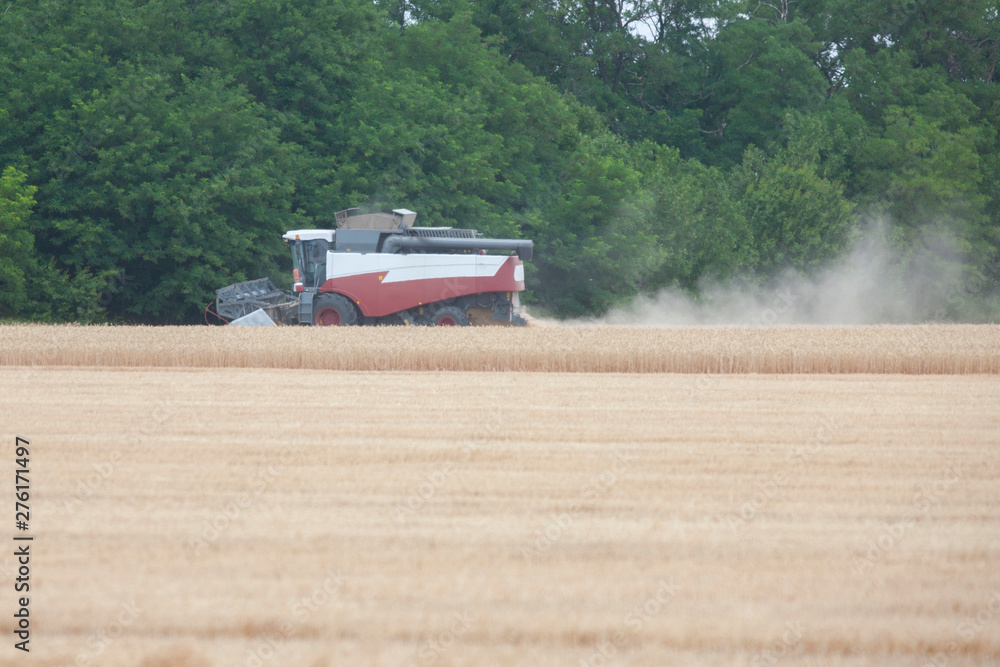 Fototapeta premium Harvester in a field harvesting wheat. Landscape.