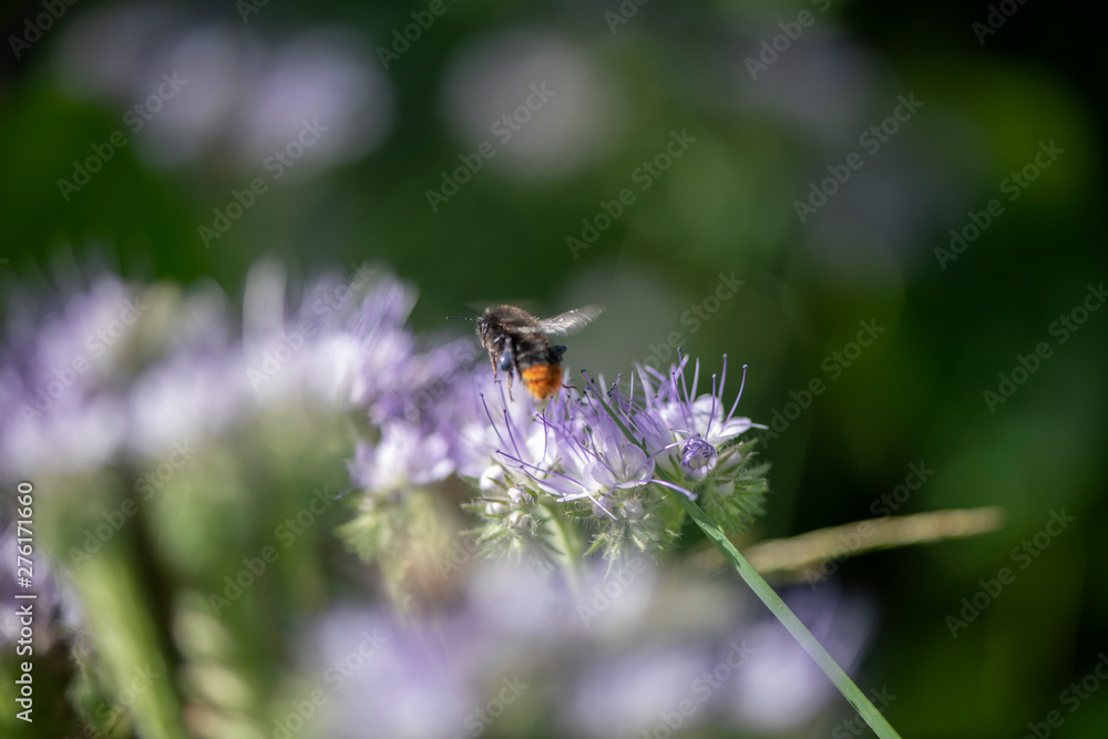 Bumble Bee Hummel Biene Großstadt - Garten Bumble Bee Hummel Biene Großstadt - Garten