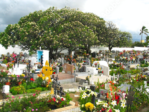 Canvastavla Big frangipani tree (Plumeria) in a cementery on a tropical island