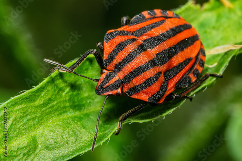 Red and black Italian Striped Beetle or Minstrel Bug (Graphosoma lineatum). Stinky bug on the leaf.