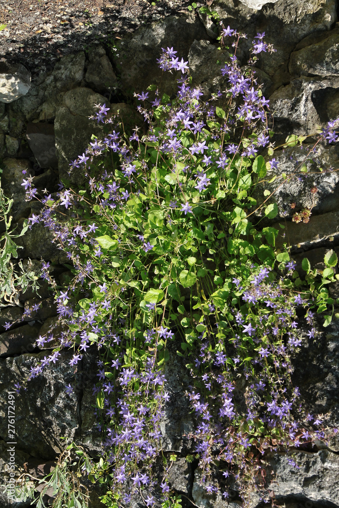 lila flowers of Campanula Portenschlagiana plant lila flowers of Campanula Portenschlagiana plant